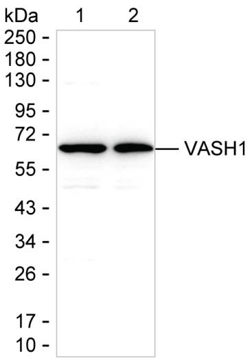VASH1